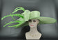 Spring Green Derby Hat: Wide Brim Feathered Ascot Hat