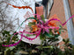 Wide Brim Sinamay Derby Hat: Lily Flower Tea Party Wedding Hat